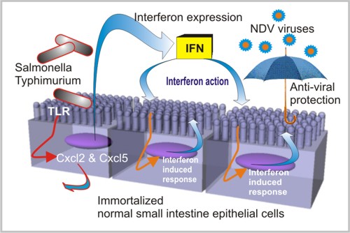 腸細胞粘膜Celartia s